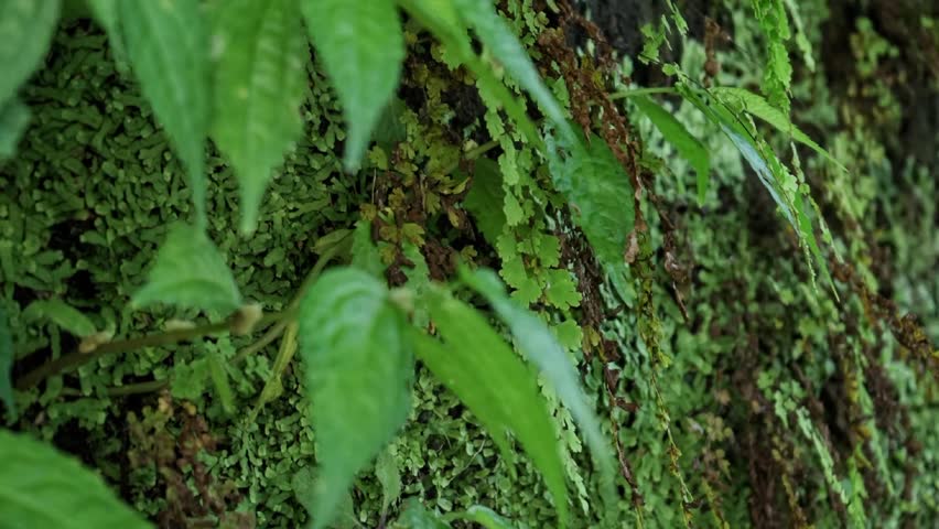 Fresh green leaves plant. Moss, grass, bush leaf detail on soil wall seamless pattern. Tropical nature illustration design element. Full screen texture motion video footage  background with copy space