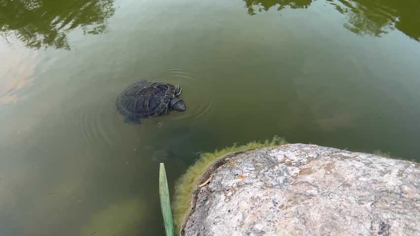 Sea turtles swimming at the lake. (4K video)