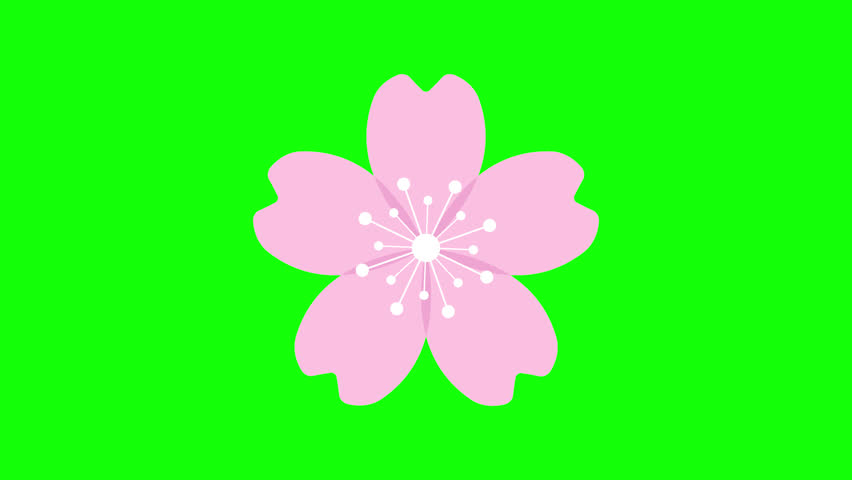 Cherry blossom flower or sakura flat animation. Sakura icon. Pink cherry flower. 4K animation