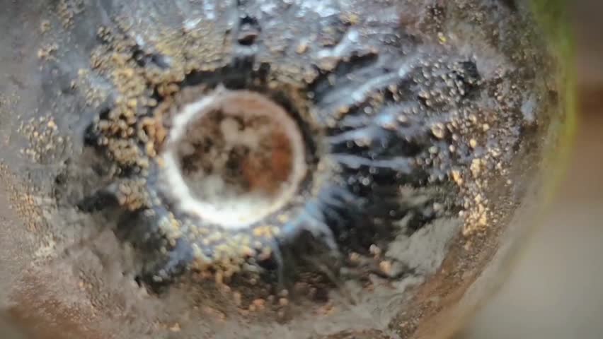 video without sound, Avocado fruit which is included in the Magnoliopsida class with the Latin name Persea americana, which is starting to change color.