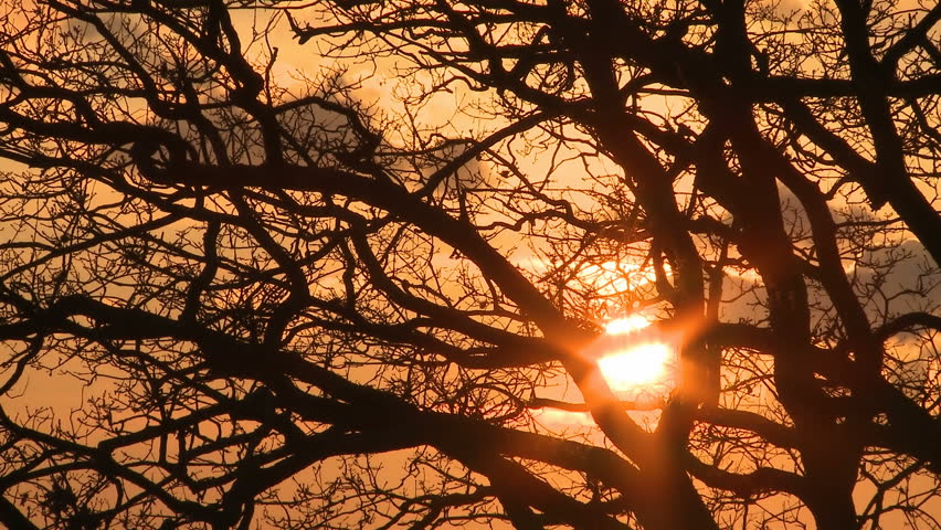 Tree branches at sunset