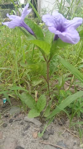 Jambi June 28, 2025 wild flowers growing on the side of the road