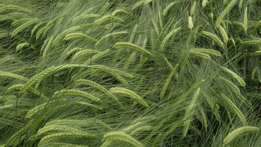 Lush barley ripples under hot sunlight as green awns flutter across rolling plains reflecting serene pastoral beaut
