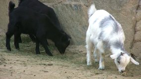White goats feeding