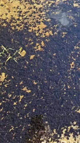 A close-up video of a large group of tadpoles swimming in clear, shallow water. The small black tadpoles move actively over a sandy and stony bottom. Filmed in summer daylight in Estonia.