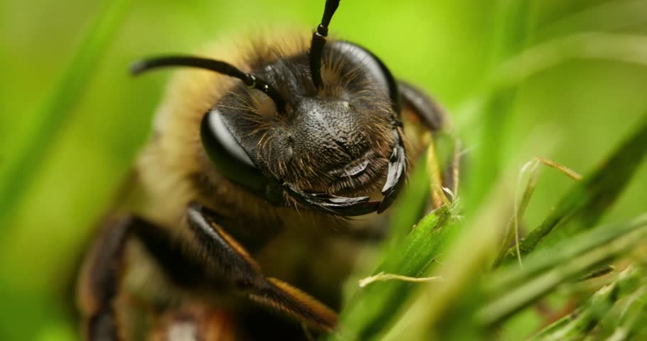 Face, eyes, insect, bee, macro, close-up, wildlife, nature, pollinator, fauna, detail, honeybee, wild, natural habitat, compound eyes, yellow, black, outdoor, structure, environment, flying insect