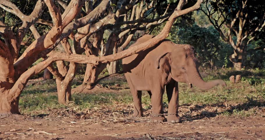 Elephant, chains, tied, tree, captivity, wildlife, animal, nature, forest, sad, emotional, restrained, tamed, domestic, mammal, conservation, awareness, human impact, restricted, elephant.