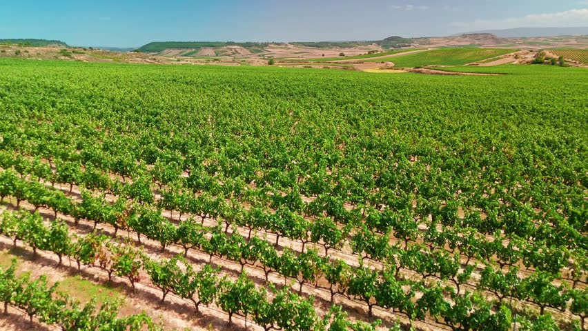 Beautiful vineyard in La Rioja region of Spain. Aerial view of endless vineyards in summer, producing the famous Rioja wine in northern Spain
