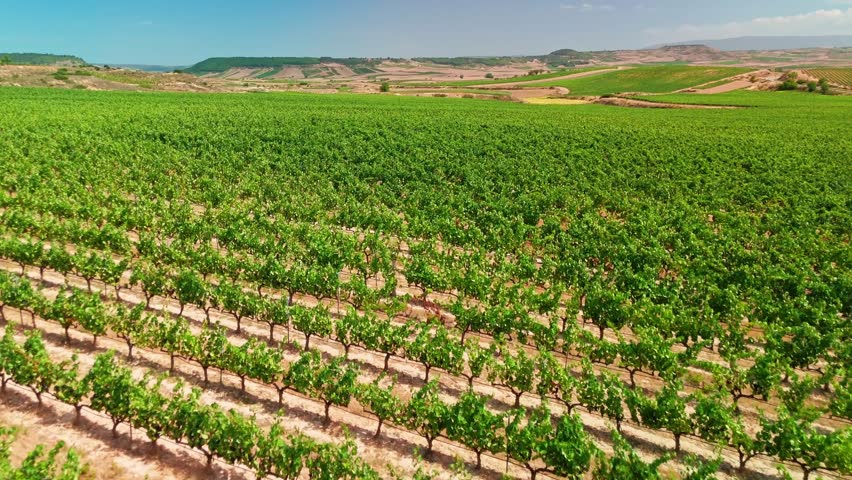Beautiful vineyard in La Rioja region of Spain. Aerial view of endless vineyards in summer, producing the famous Rioja wine in northern Spain