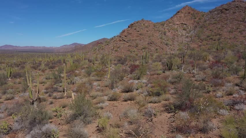 Vast Sonoran Desert landscape with cardon cacti and shrubs under a clear blue sky near Guaymas, Mexico