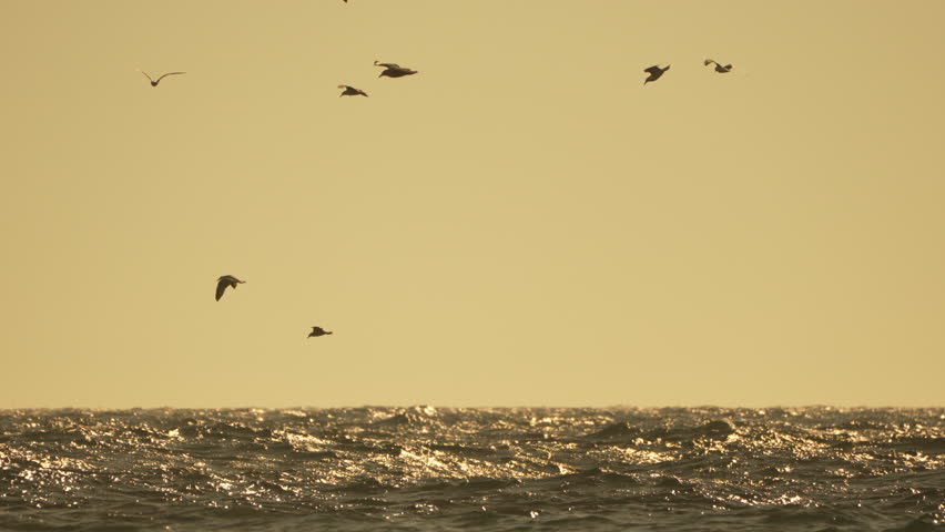 Seagulls Birds Flying Ocean - A flock of seagulls flies over a choppy ocean.