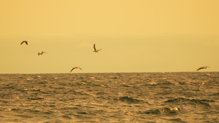 Birds Flying Desert Sky Yellow Dust Storm Slow motion