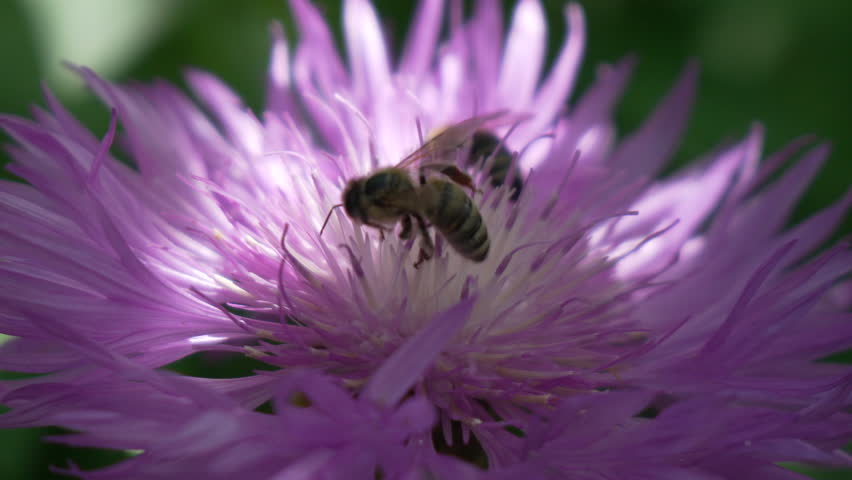 Bees on a Purple Flower
