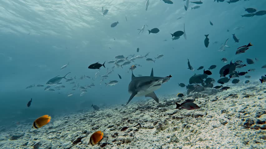 Tiger Shark in the waters of Fuvahmulah, Maldives.