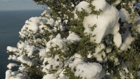 Snow Tree Branches - Evergreen branches covered in fresh snow on a cold winter day with sea background - Powered by Shutterstock - Get 15% off with code: PIKWIZARD15