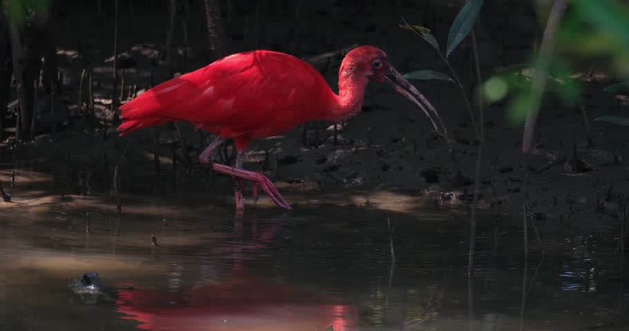 Wading in the shallow waters of a estuary, a Scarlet Ibis-Red Ibis Eudocimus ruber, catches a crab as it dips its long bill into the mud, in the wetlands of Thailand.