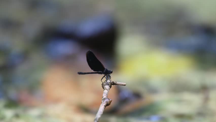 Black damselfly perching on a tiny twig in the middle of a stream, flies towards the right side of the frame.