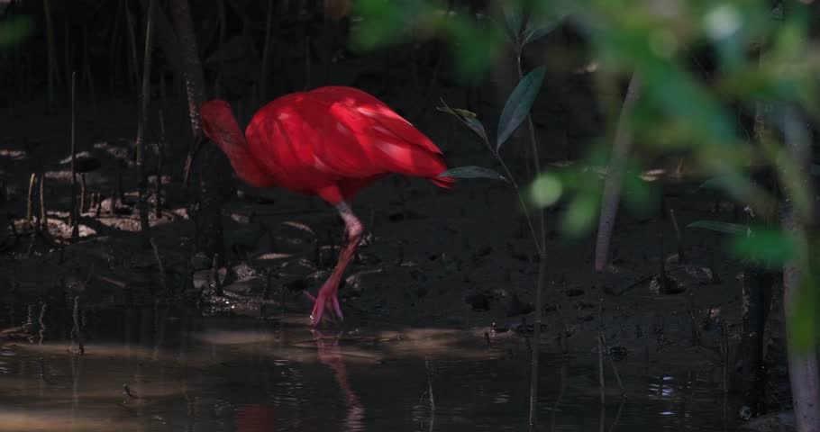 Wading inside a mangrove forest, looking for some shrimps and crabs to eat, a Scarlet Ibis-Red Ibis Eudocimus ruber is standing on mud in a estuary in Thailand.