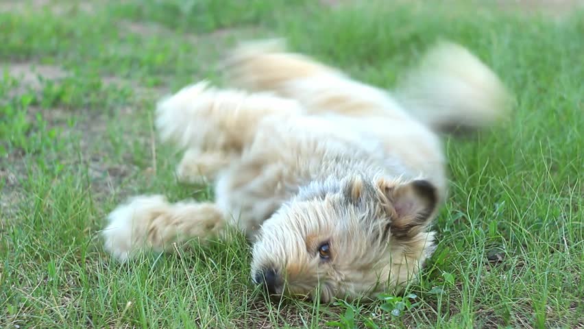 portrait of happy small breed dog. gray lop-eared mongrel in collar. dog scratches his back while somersault on the lawn