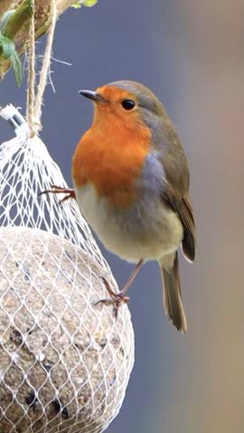  robin bird close up on fat ball bird seed, vertical video
