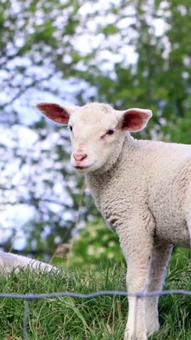 cute white lamb looking, vertical video
