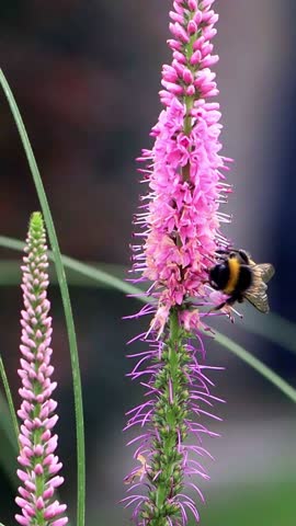 bumble bee on pink flower, vertical video
