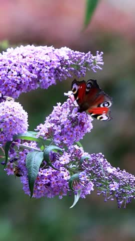butterfly Peacock on lilac, vertical video
