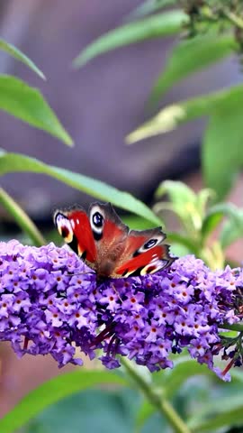 butterfly Peacock feeding nectar, vertical video
