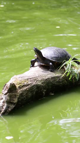 Water turtle sunbathing on a tree trunk in the pond, water turtle vertical, blinking turtle in the pond, Trachemys scripta elegans, blades of grass, green water, reptiles upright 