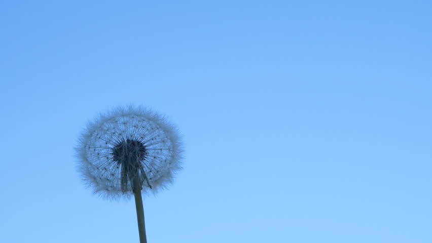 Slow motion dandelion flower seeds blown by wind, flying on blue sky background