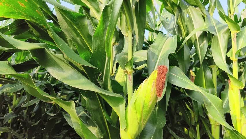 Green corn field background, The agriculture background has corn in a cornfield.