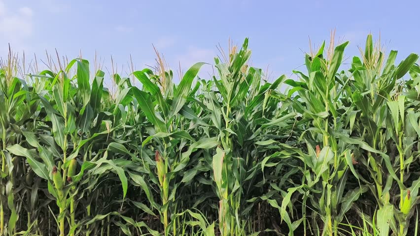 Green corn field background, The agriculture background has corn in a cornfield.