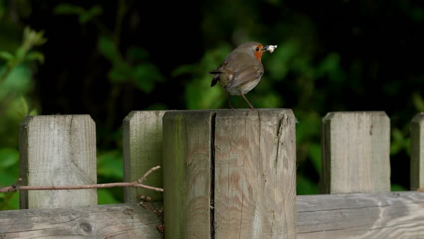 European Robin (Erithacus rubecula) standing still with a piece of bread in its beak, then flying away into nature, shown from behind. 
Wildlife video footage.
Close-up.