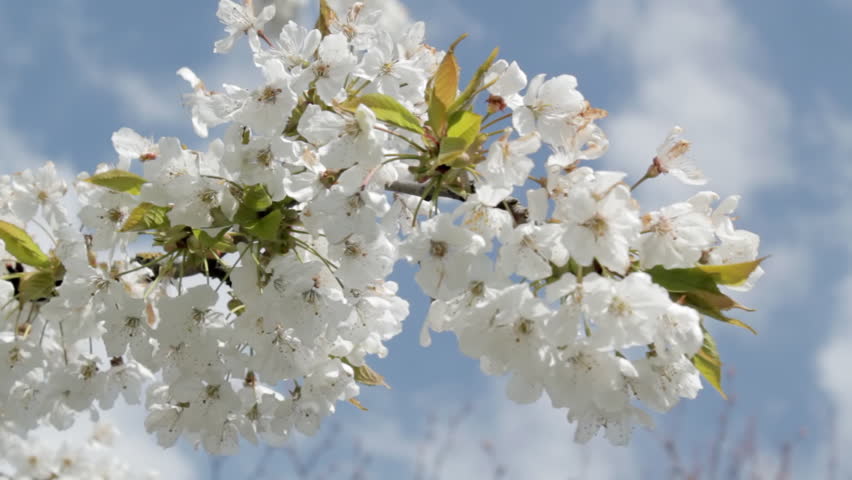 Cherry Blossom, close up