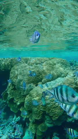 Vertical footage, A large group of Indo-Pacific Sergeant, Abudefduf vaigiensis and other tropical fish swim below the surface, against the edge of the outer coral reef background