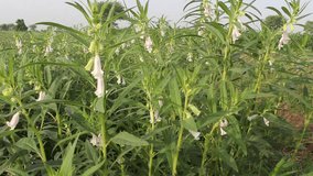 Golden Hour Sesame Field Symphony: White Blossoms Dancing in Wind. Organic Sesame Farming Documentary: From Fragile Blooms to Seed Pods. - Powered by Shutterstock - Get 15% off with code: PIKWIZARD15