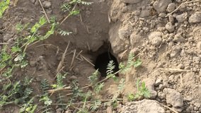 Wilderness Burrows and Natural Holes: Animal Dens, Erosion Cavities, and Hidden Wild Hollows.Explore the fascinating world of natural holes and borrow pits in wild environments—from animal burrows.  - Powered by Shutterstock - Get 15% off with code: PIKWIZARD15