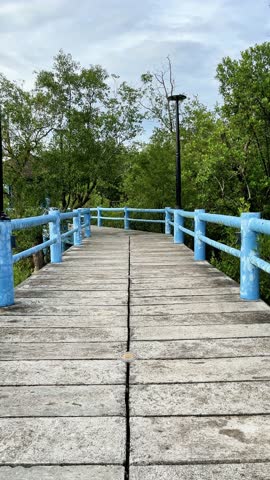 first person view concrete walking path among mangrove trees.
