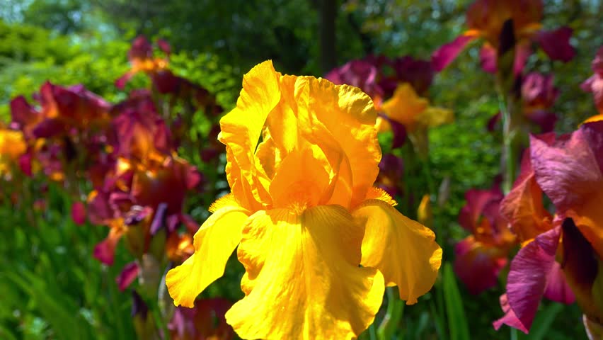 Yellow and red garden Iris with large flowers in the botanical collection, Odessa