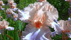 Blooming pink Iris garden, decorative hybrid in a garden collection, Ukraine - Powered by Shutterstock - Get 15% off with code: PIKWIZARD15