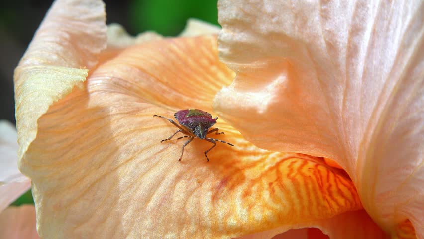 The brown marmorated stink bug (Halyomorpha halys) on yellow petals Garden Iris, Ukraine