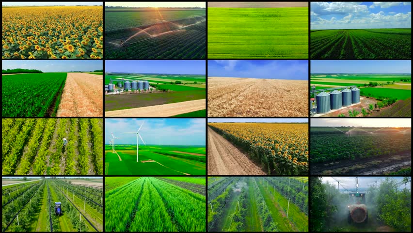 Agricultural Landscapes - Split Screen Video Montage. Various Spring Crops in Agricultural Field, Drone Point of View. Grain Silos in a Field of Ripe Barley and Young Corn. Agricultural Production.