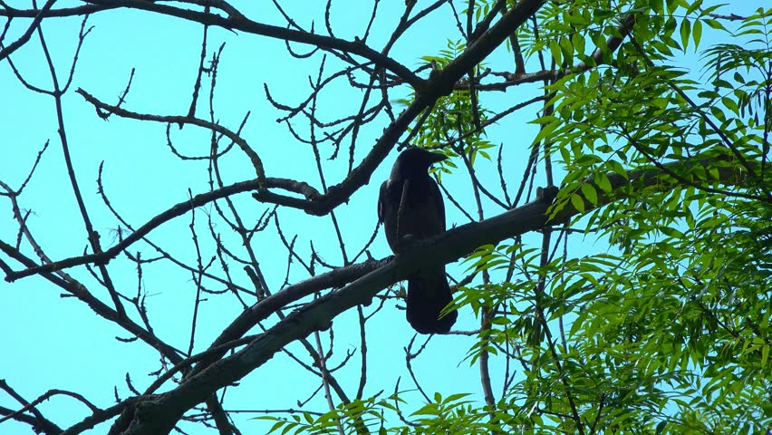Black Crow on a tree branch against the blue sky in the garden, Ukraine