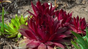 Sempervivum Rubin, succulent plant with succulent red leaves in a garden collection, Odessa - Powered by Shutterstock - Get 15% off with code: PIKWIZARD15