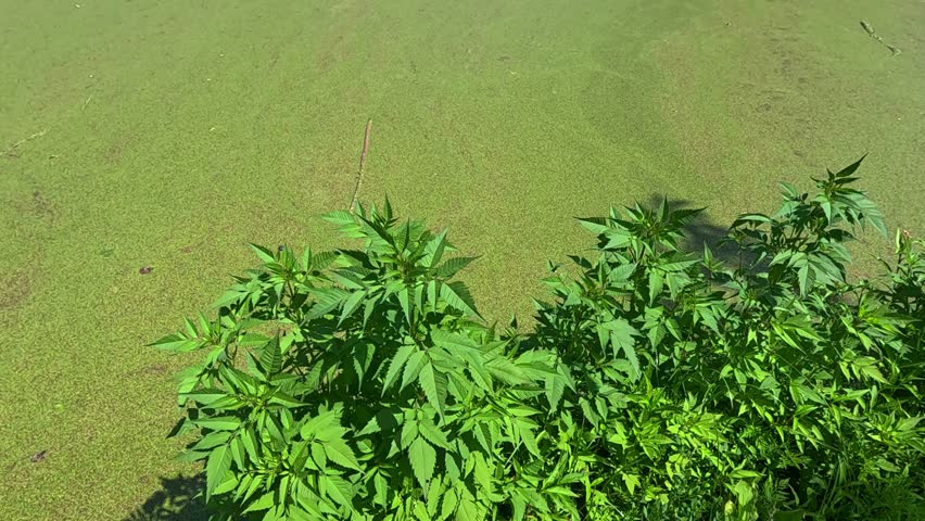 Duckweed and Wolffia on the surface of the water in a lake with dirty water, eutrophication of a reservoir polluted with feces in the industrial part of Odessa
