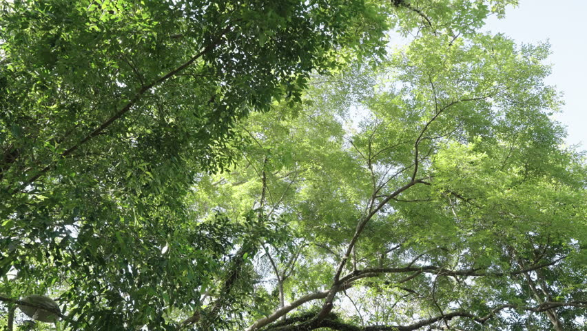 looking up green branches of large tree spring. Beech fresh green leaves trees summer. low angle view wide camera