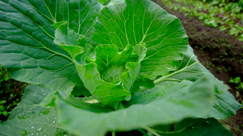 Close up of small head forming in white cabbage plant and moving camera away revealing other garden beds with veggies like red beets and onions growing in sand rich soil