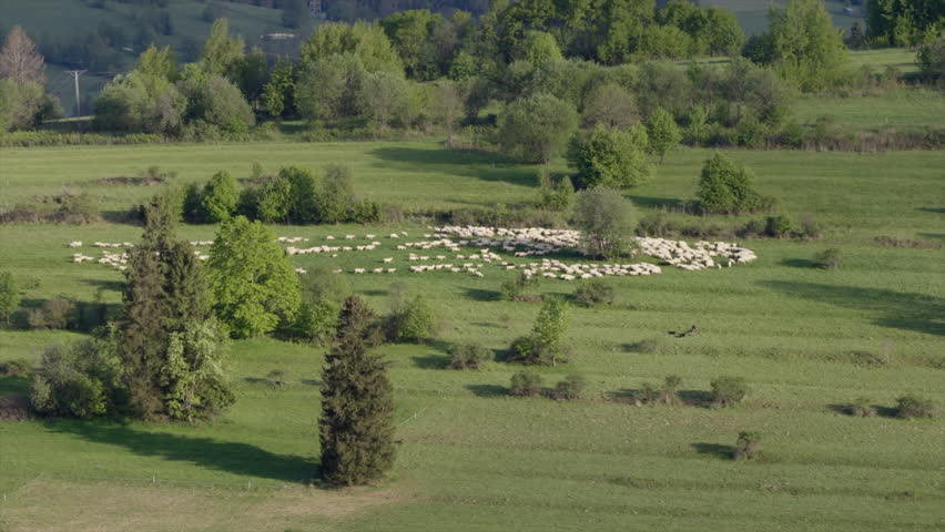 Grazing sheep cover a vibrant green field as trees line the outskirts, showcasing a peaceful rural landscape under a clear sky.