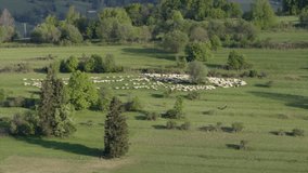Grazing sheep cover a vibrant green field as trees line the outskirts, showcasing a peaceful rural landscape under a clear sky. - Powered by Shutterstock - Get 15% off with code: PIKWIZARD15