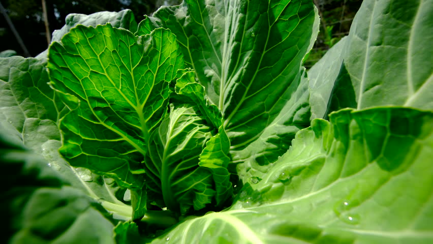 Close up shot of small white cabbage head forming in middle of plant and moving camera away and up revealing whole garden with more cabbages and other veggies growing in fenced garden